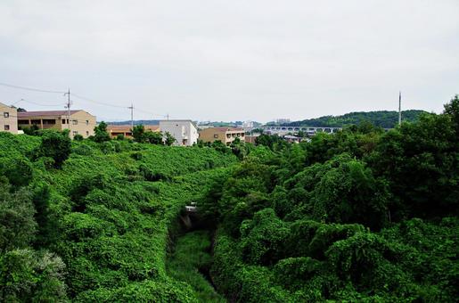 クズに席巻された風景 クズに席巻された風景 クズ,葛,つる草の写真素材