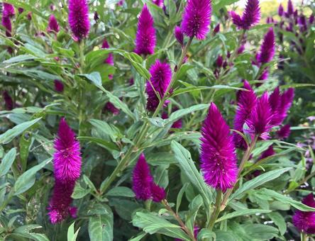 Photo, cockscomb, autumn flowers, gardening, 