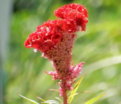 【花の写真】赤いケイトウの花 【花の写真】赤いケイトウの花の写真