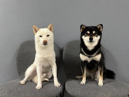 仲良しわんこ 柴犬,白柴,黒柴の写真素材