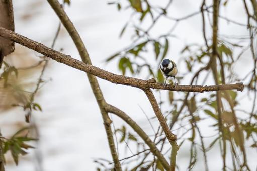 シジュウカラ(67) シジュウカラ(67) 野鳥,鳥,シジュウカラの写真素材