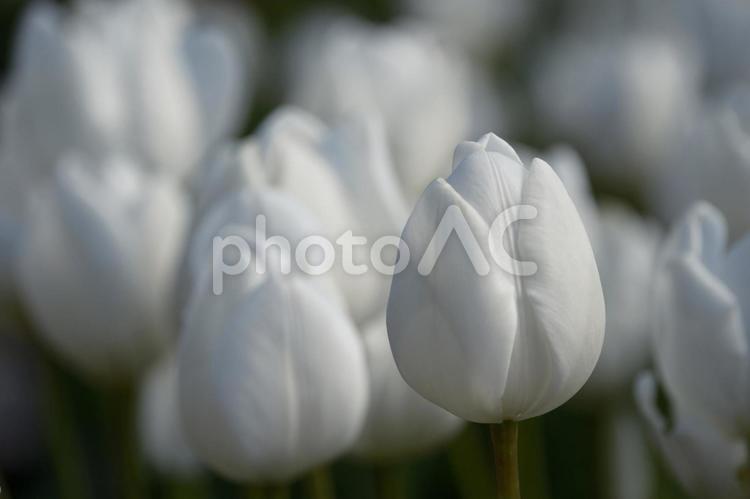 早春に咲く綺麗なチューリップの花 風景,チューリップ,アイスチューリップの写真素材