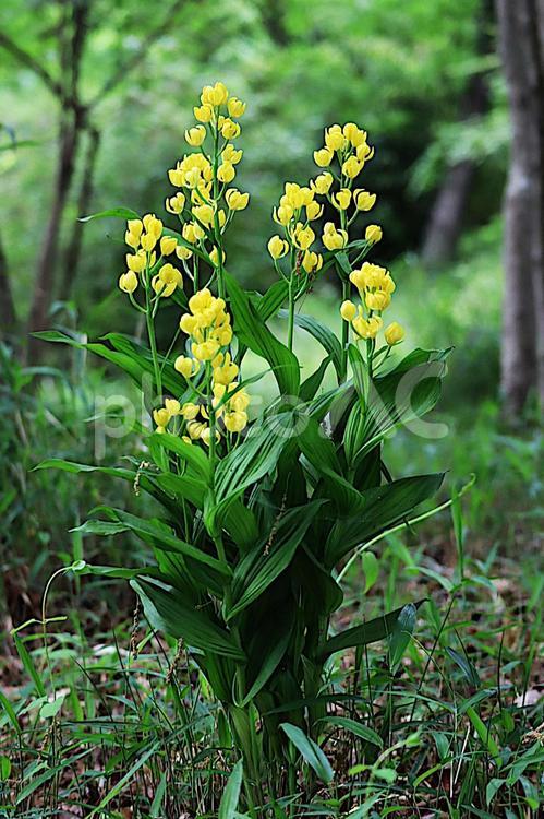 森林に咲くキンランの花 キンラン,花,自然の写真素材