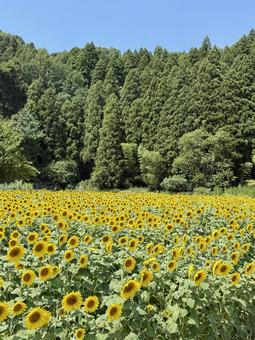 福井県 越前市の山奥のひまわり畑 福井県 越前市の山奥のひまわり畑 福井県,越前市,福井の写真素材