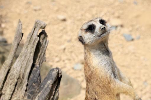 meerkat, meerkat, animal, small animals, JPG