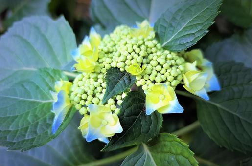 黄色い花 黄色い花の写真