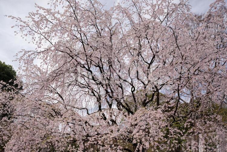 満開の枝垂れ サクラ,春,季節の写真素材