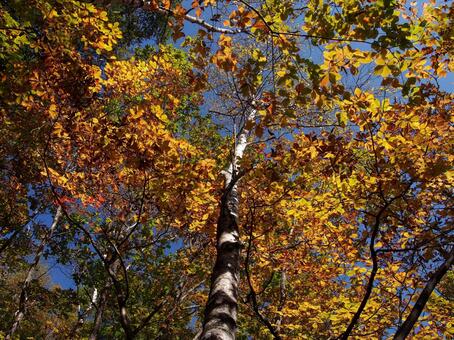 八千穂高原の紅葉 八千穂高原の紅葉の写真
