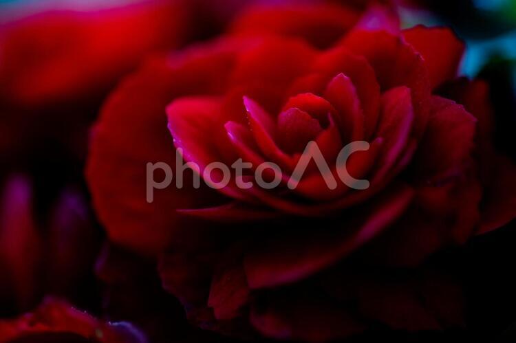 ベゴニア ベゴニア,植物,花の写真素材