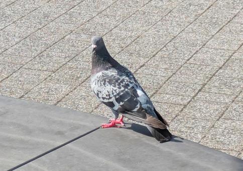 ハト ハトの写真