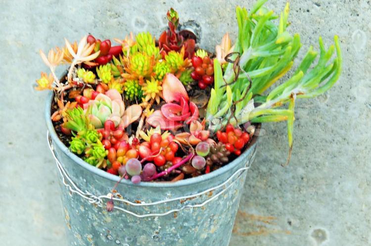 葉っぱが美しい多肉植物 葉っぱ,鉢植え,カラフルの写真素材