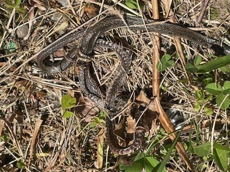 蛇の抜け殻 脱皮 吉兆 縁起が良い 蛇の抜け殻 脱皮 吉兆 縁起が良いの写真