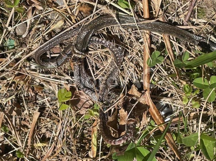 蛇の抜け殻　脱皮　吉兆　縁起が良い 蛇の抜け殻,脱皮,吉兆の写真素材