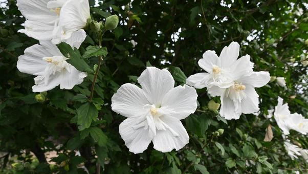 Rose of Sharon, JPG Rose of Sharon, JPG
