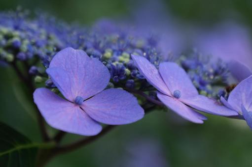 紫陽花 紫陽花の写真