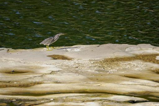 ササゴイ(27) 鳥,ササゴイ,鳥類の写真素材
