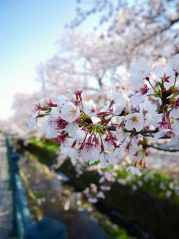 青空と桜並木 青空と桜並木の写真