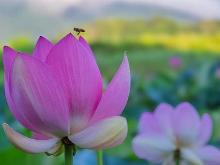 蓮の花、蓮の葉、ミツバチ 蓮の花、蓮の葉、ミツバチの写真