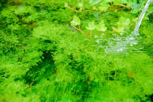 水草のテクスチャ 水草のテクスチャの写真