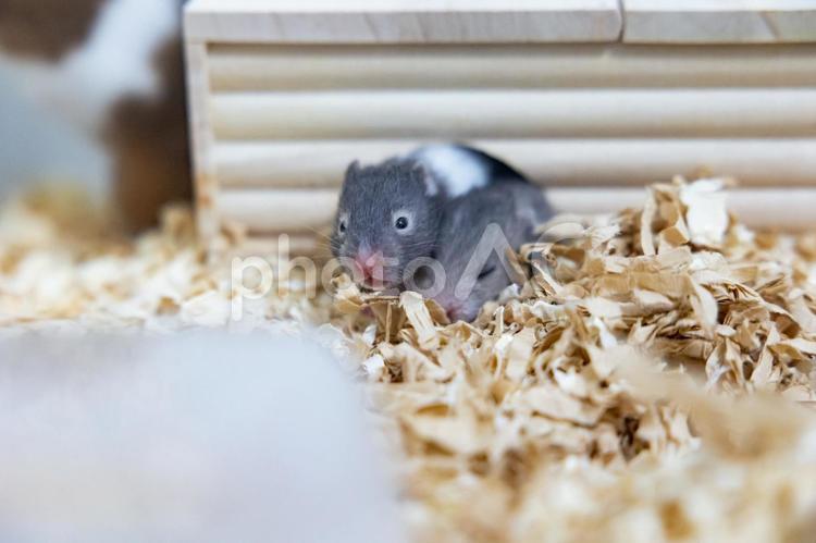 巣箱から顔を出す赤ちゃんハムスター ハムスター,ゴールデンハムスター,動物の写真素材