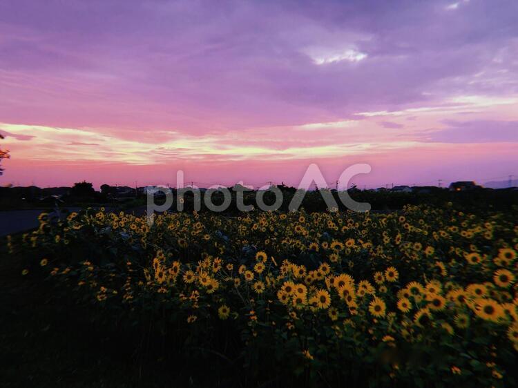 ひまわりの花と夕焼け 夕焼け,夕日,夕方の写真素材