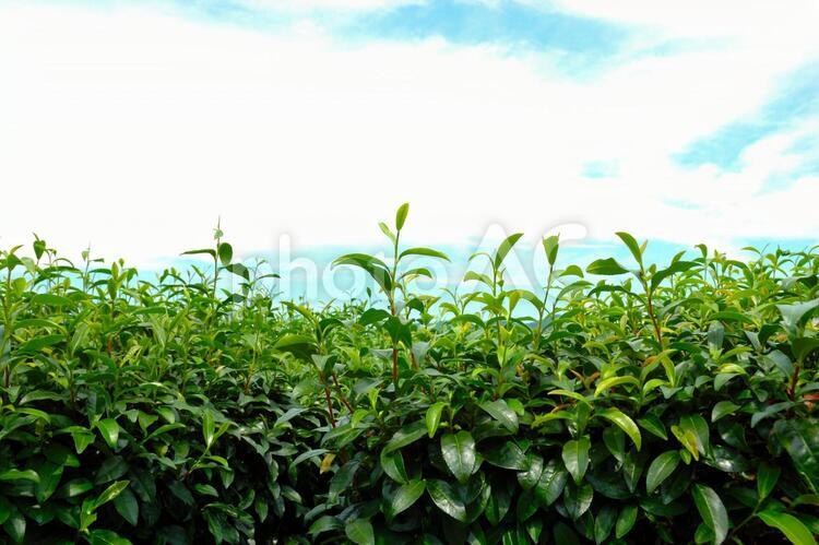 静岡市の里山　お茶の新芽 お茶,新芽,若葉の写真素材