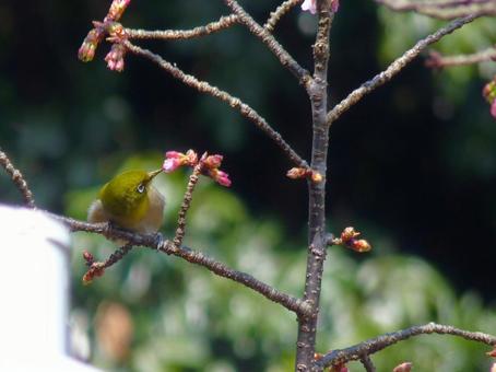 Photo, mezzo, kanzakura (winter cherry blossom), takuboku, 