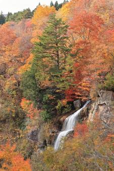 面白山紅葉川渓谷の紅葉 面白山,紅葉,秋の写真素材