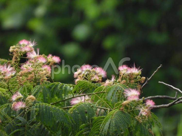 近所の小川でネムの花 夏,花,樹木の写真素材