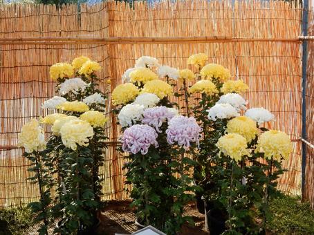 【風景写真】福山菊花展覧会の風景 キク,菊,菊花展の写真素材
