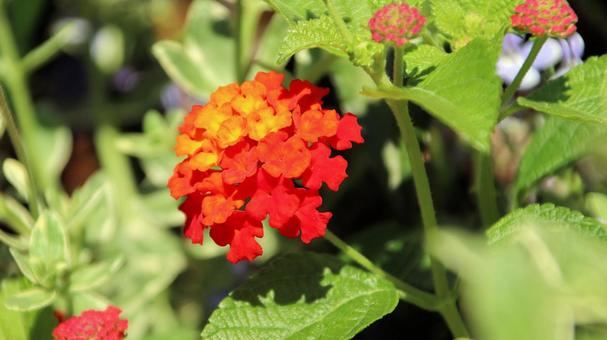 夏の花壇 鮮やかなランタナ 夏の花壇 鮮やかなランタナの写真