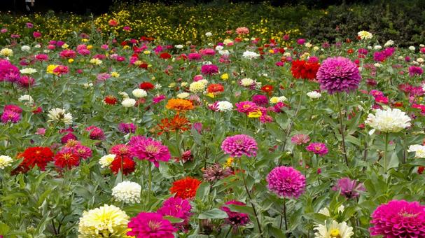 【花の写真】ジニア(百日草) 【花の写真】ジニア(百日草) 百日草,zinnia,9月の写真素材