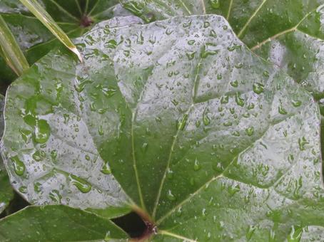 雨に濡れるツワブキ 雨,梅雨,葉っぱの写真素材