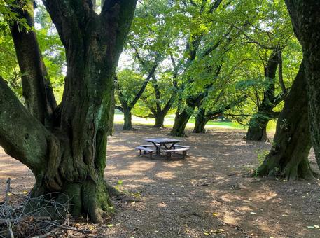 砧公園 木漏れ日 ベンチ 砧公園 木漏れ日 ベンチ 砧公園,樹木,木の写真素材