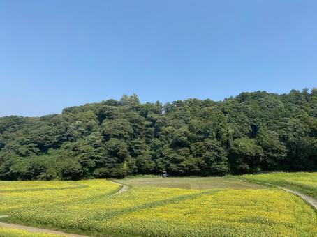 ひまわり畑 ひまわり畑 向日葵,畑,花の写真素材