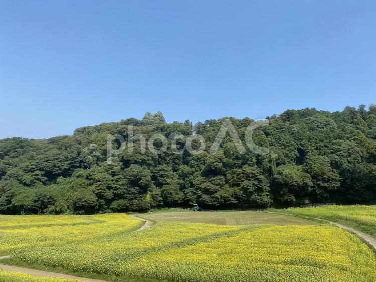 ひまわり畑 ひまわり畑 向日葵,畑,花の写真素材