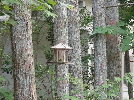 Photo, wood, the trees, natural, 