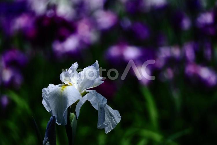 凛として優雅に咲く 花菖蒲,花,アヤメ科の植物の写真素材