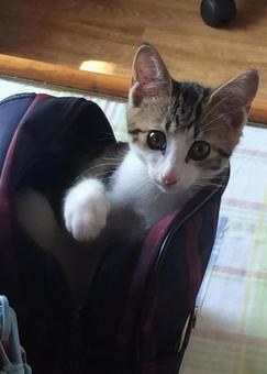 私も行きましゅ 私も行きましゅの写真