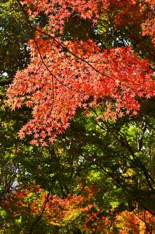 紅葉 紅葉,秋,葉の写真素材