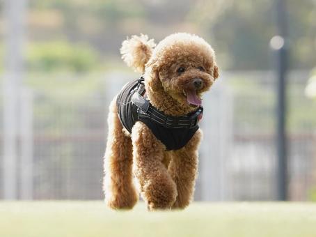 トイプーのポートレート 犬,トイプードル,トイプーの写真素材