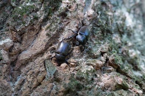 夏の昆虫カブトムシ 夏の昆虫カブトムシ カブトムシ,昆虫,森の中の写真素材