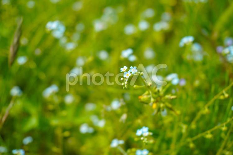 ワスレナグサ ワスレナグサ,雑草,花の写真素材