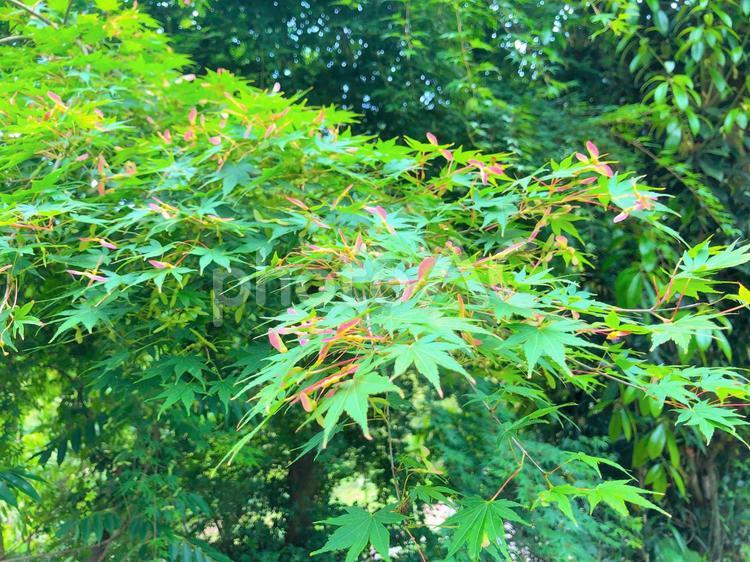 紅葉の種と緑 紅葉,もみじ,種の写真素材