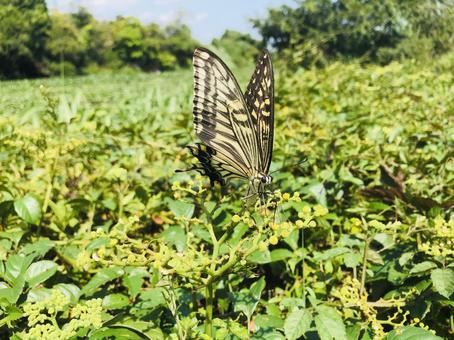 ヤブカラシの蜜を吸うキアゲハ ヤブカラシの蜜を吸うキアゲハの写真