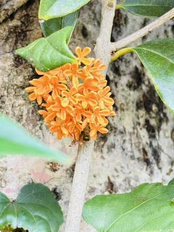金木犀 金木犀,秋の花,花の写真素材