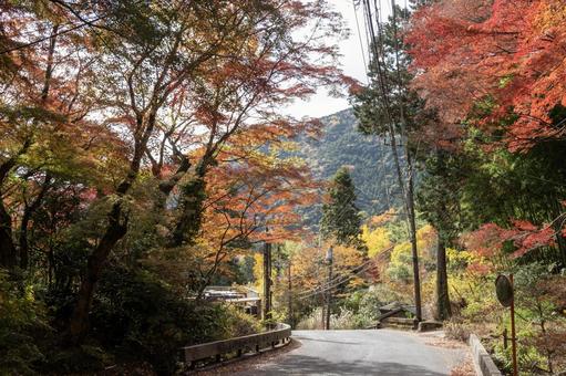 湯河原の紅葉 湯河原の紅葉 紅葉,秋,湯河原の写真素材
