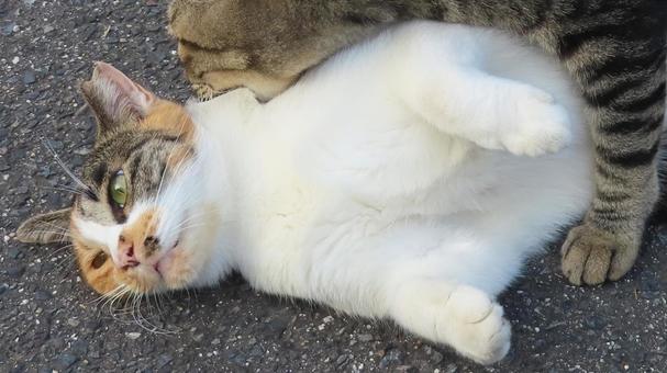 ラブラブでもふもふな三毛猫たちの日常風景 ラブラブでもふもふな三毛猫たちの日常風景の写真