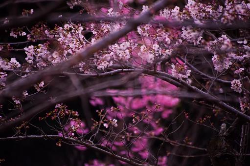＜五島の春＞夜明けの鬼岳樹木園の桜 桜,ソメイヨシノ,河津桜の写真素材