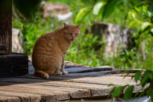 猫(95) 猫(95)の写真